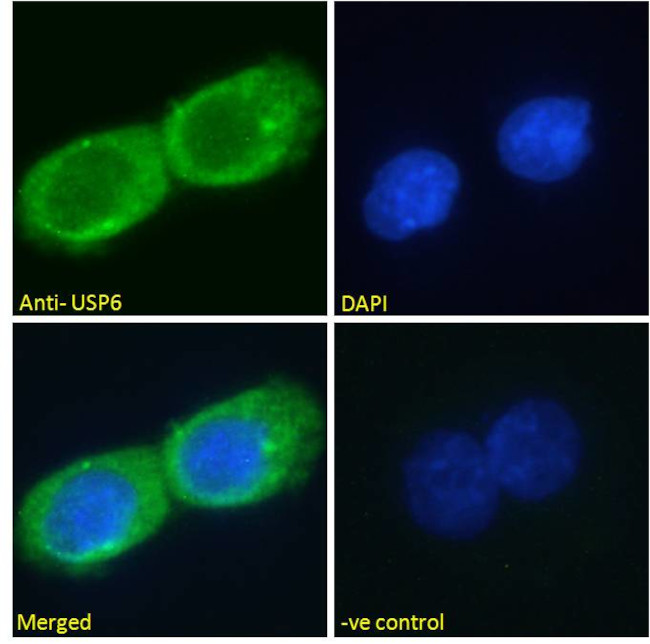 USP6 Antibody in Immunocytochemistry (ICC/IF)