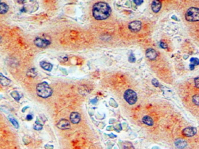 Furin Antibody in Immunohistochemistry (Paraffin) (IHC (P))