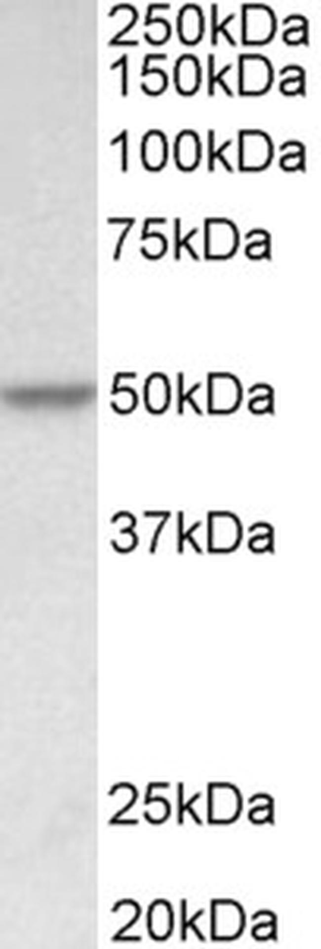 PDCD4 Antibody in Western Blot (WB)