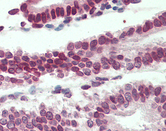 Lamin B1 Antibody in Immunohistochemistry (Paraffin) (IHC (P))