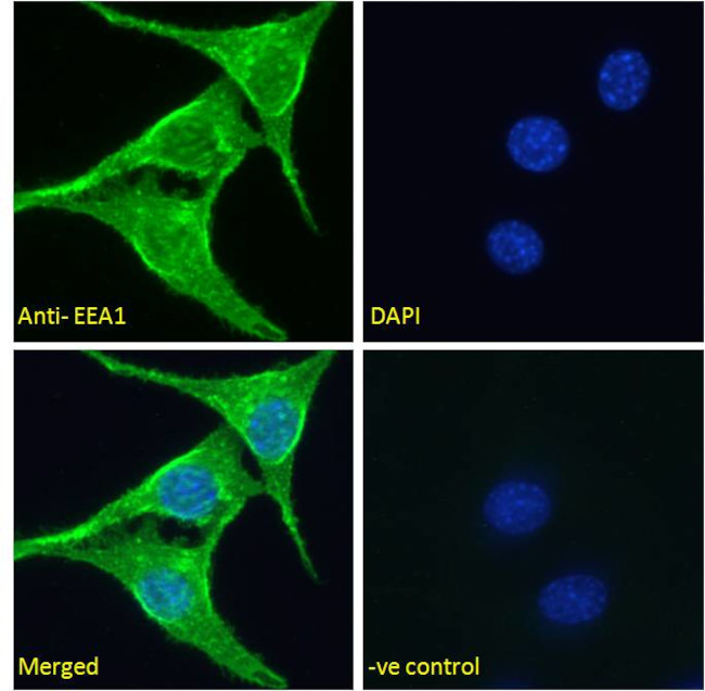 EEA1 Antibody in Immunocytochemistry (ICC/IF)