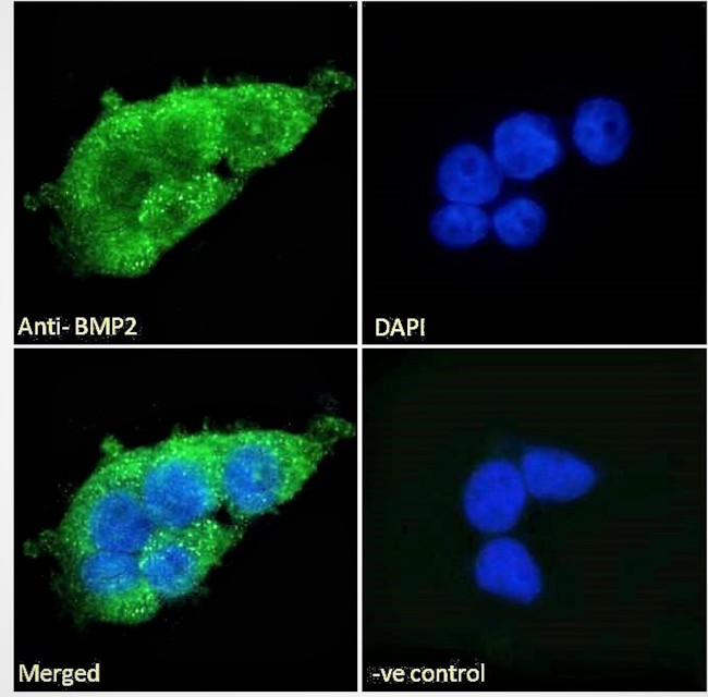 BMP-2 Antibody in Immunocytochemistry (ICC/IF)