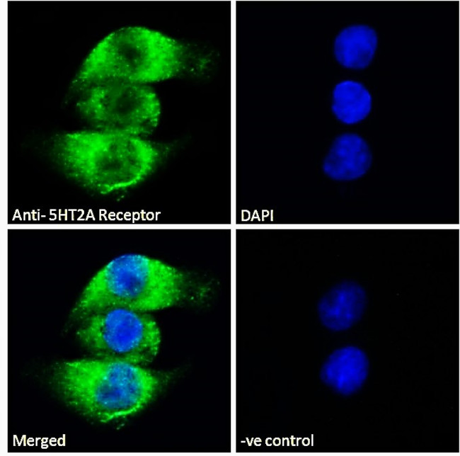 HTR2A Antibody in Immunocytochemistry (ICC/IF)