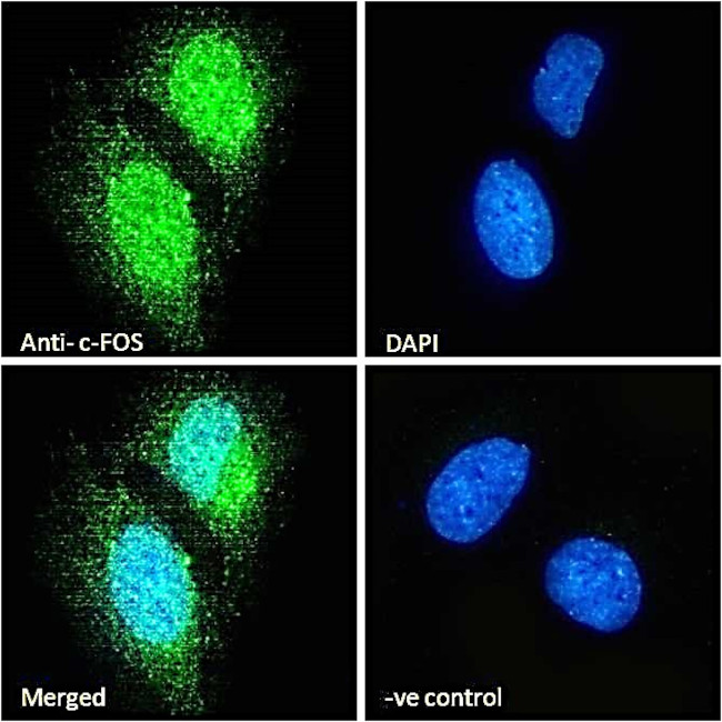 c-Fos Antibody in Immunocytochemistry (ICC/IF)