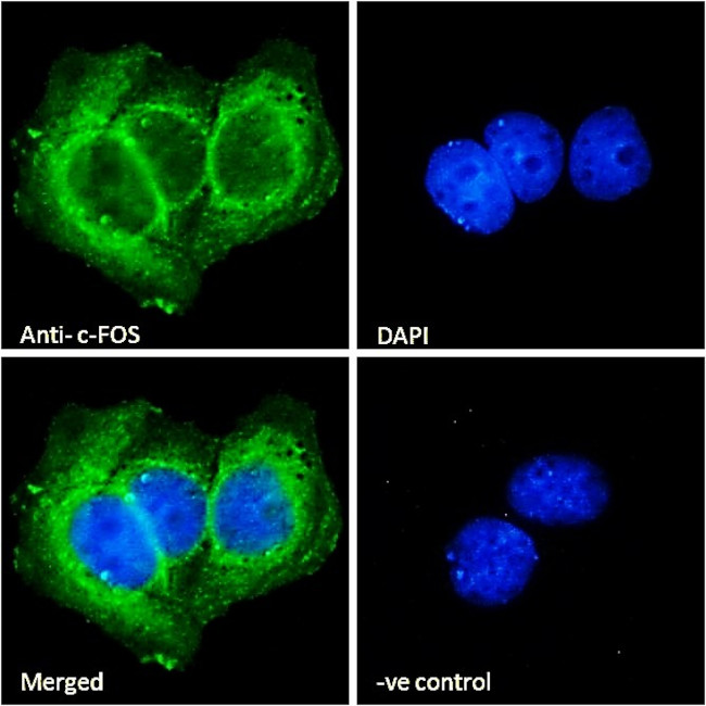 c-Fos Antibody in Immunocytochemistry (ICC/IF)