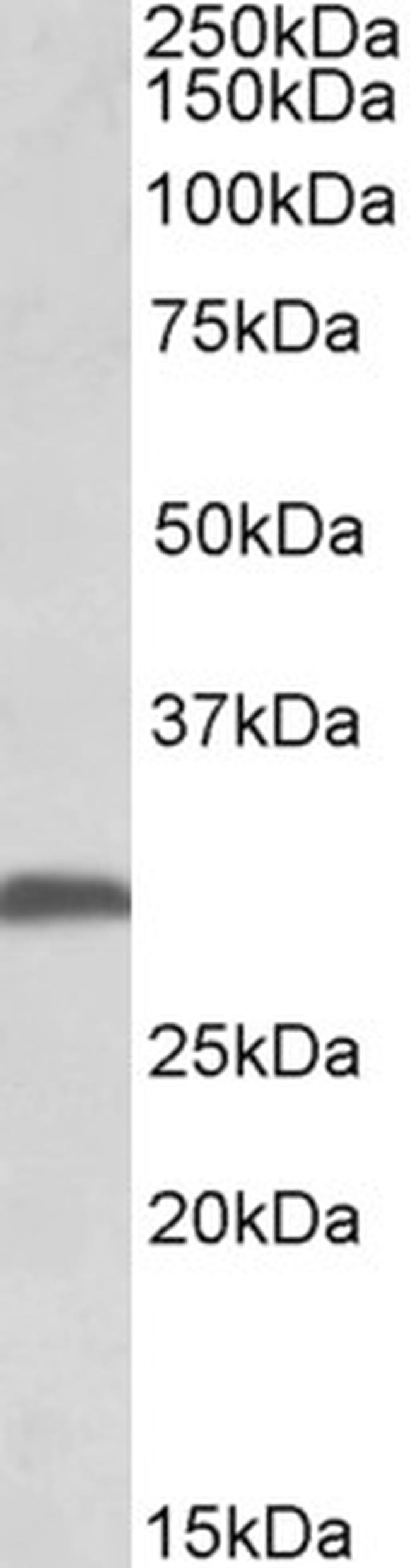 FGF13 Antibody in Western Blot (WB)