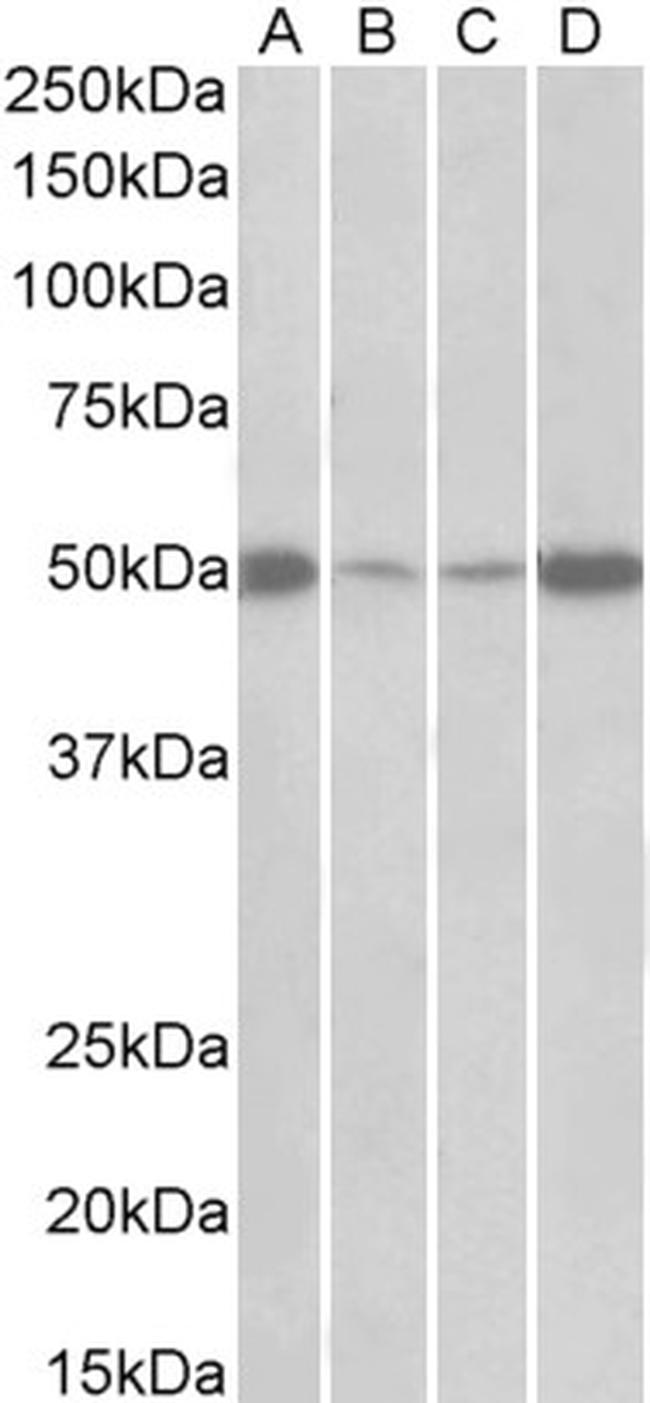 EEF1A2 Antibody in Western Blot (WB)