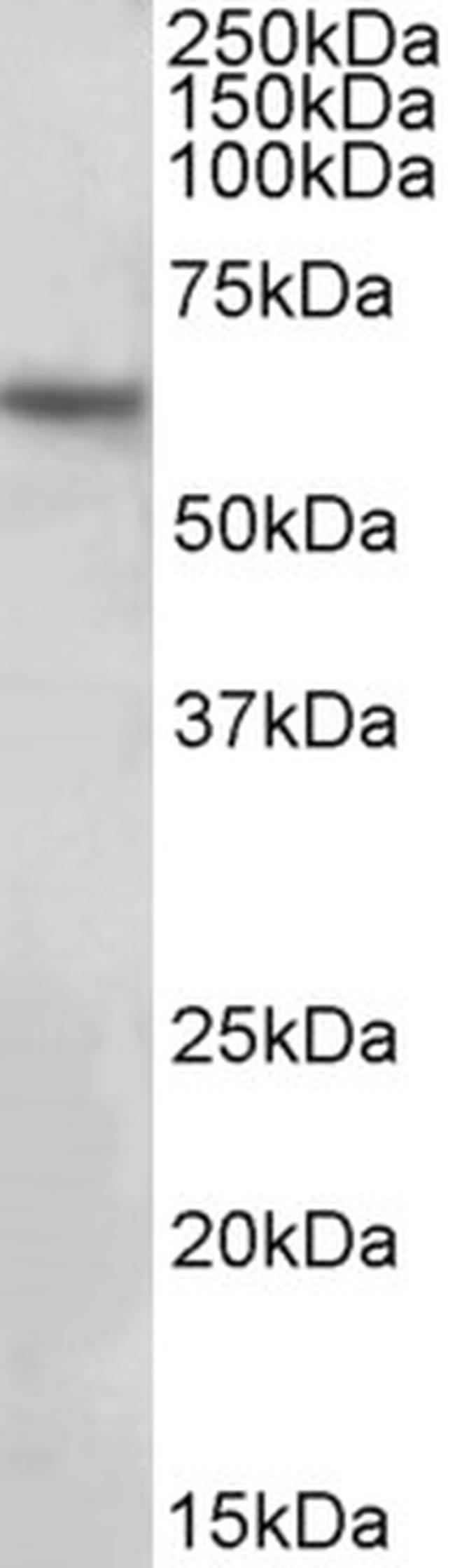 GLAST Antibody in Western Blot (WB)