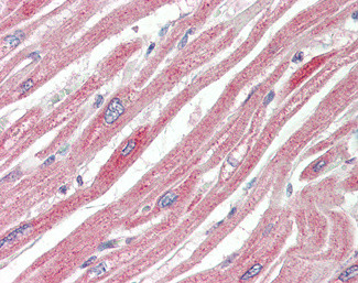 ERK3 Antibody in Immunohistochemistry (Paraffin) (IHC (P))