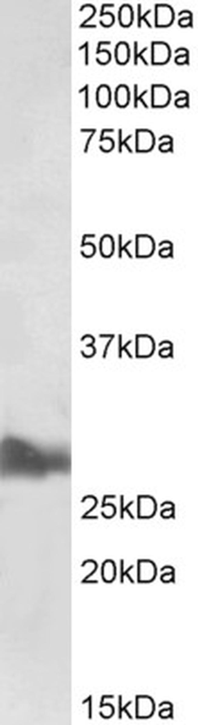 ApoA1 Antibody in Western Blot (WB)