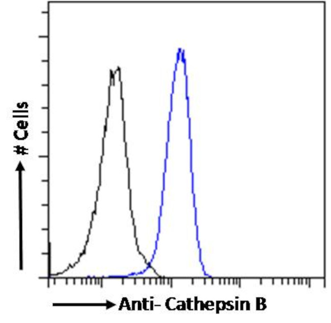 Cathepsin B Antibody in Flow Cytometry (Flow)