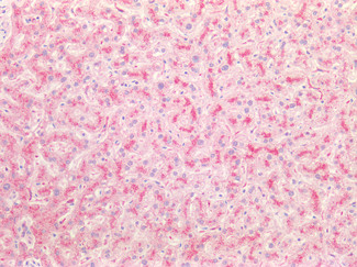 Cathepsin B Antibody in Immunohistochemistry (Paraffin) (IHC (P))