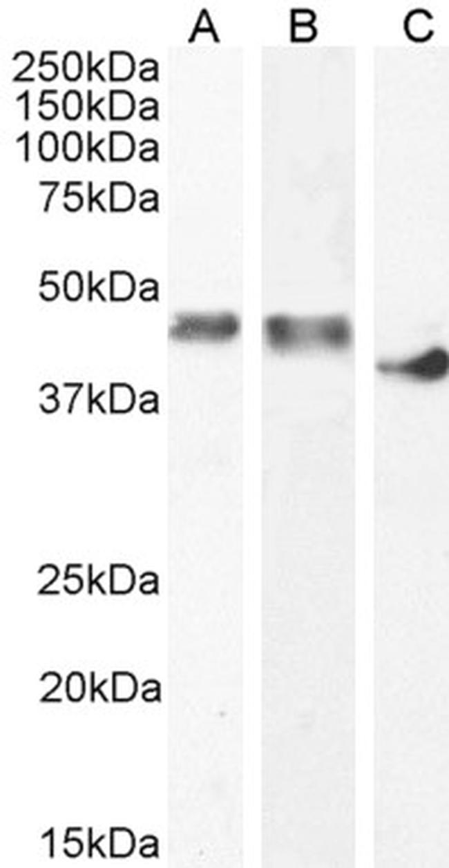 Creatine Kinase MM Antibody in Western Blot (WB)