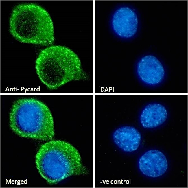 PYCARD Antibody in Immunocytochemistry (ICC/IF)