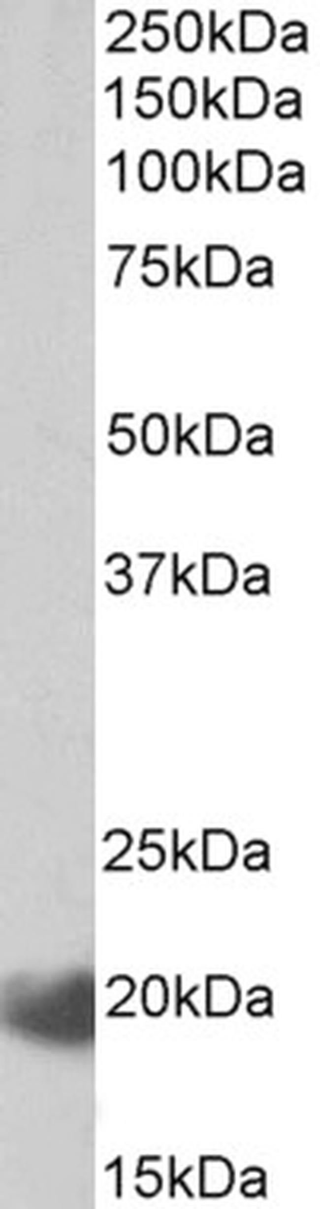 IL17C Antibody in Western Blot (WB)