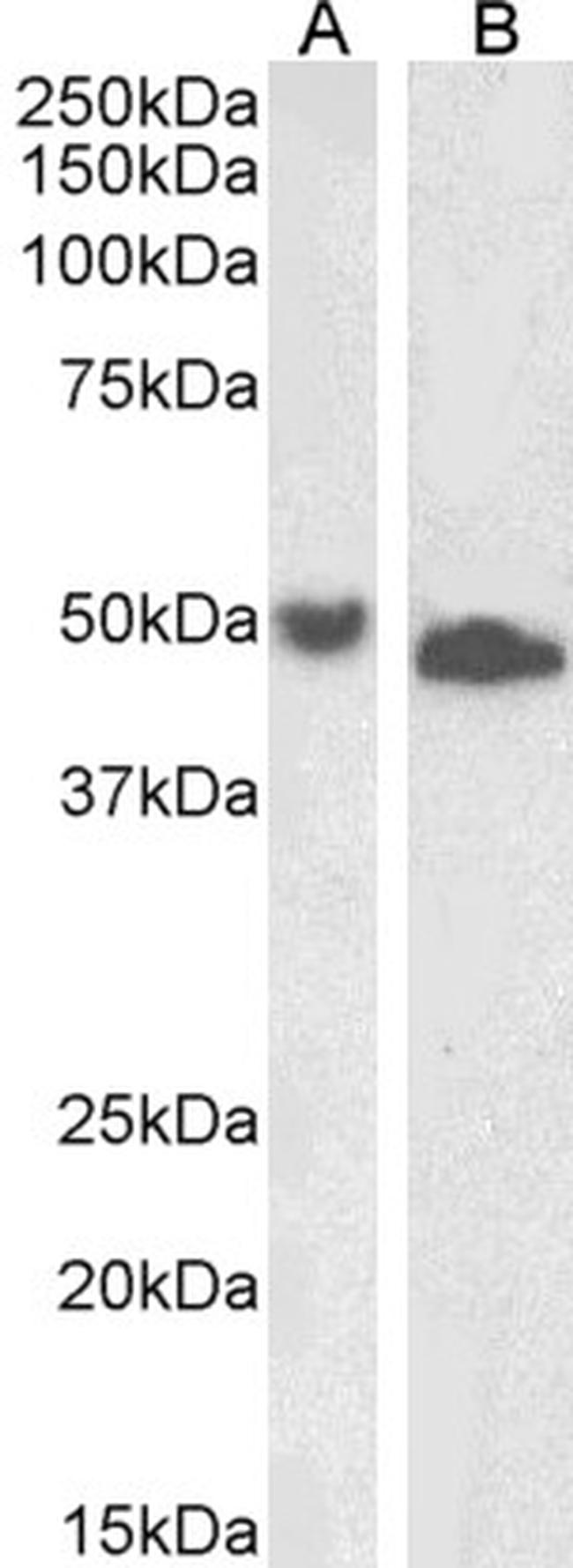 DPF2 Antibody in Western Blot (WB)