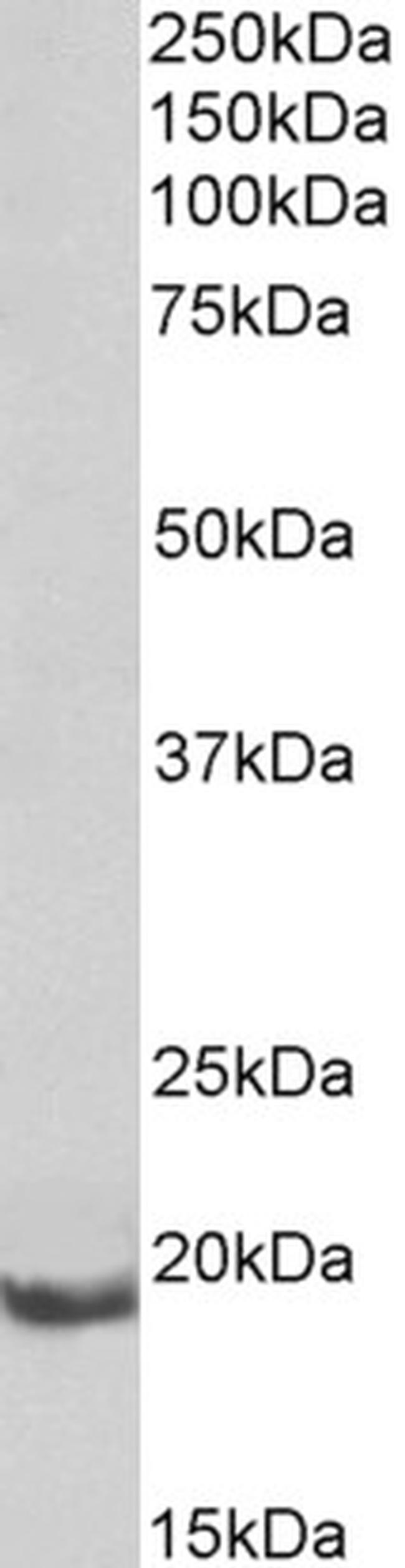 BCL2A1 Antibody in Western Blot (WB)