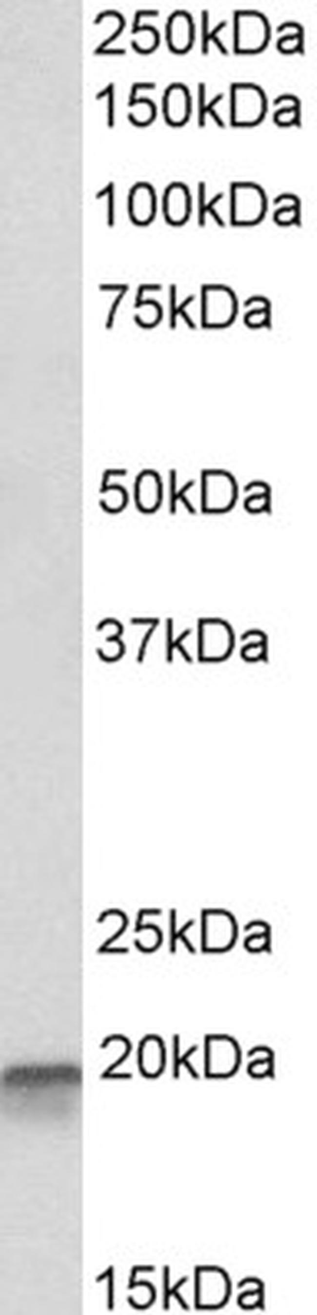 EEF1E1 Antibody in Western Blot (WB)