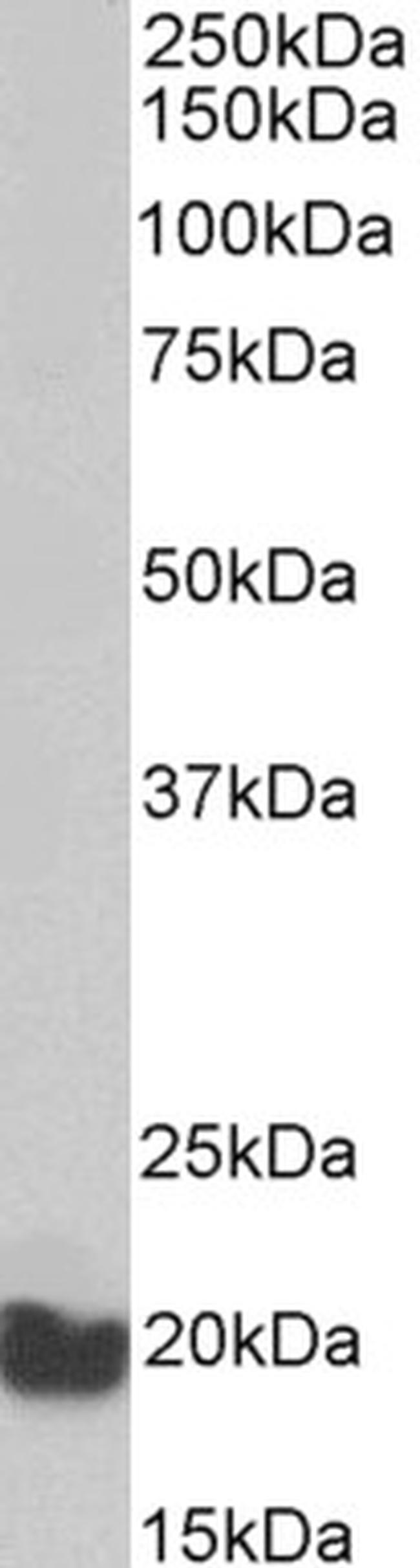 EEF1E1 Antibody in Western Blot (WB)