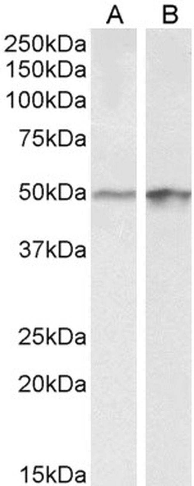 E2F4 Antibody in Western Blot (WB)