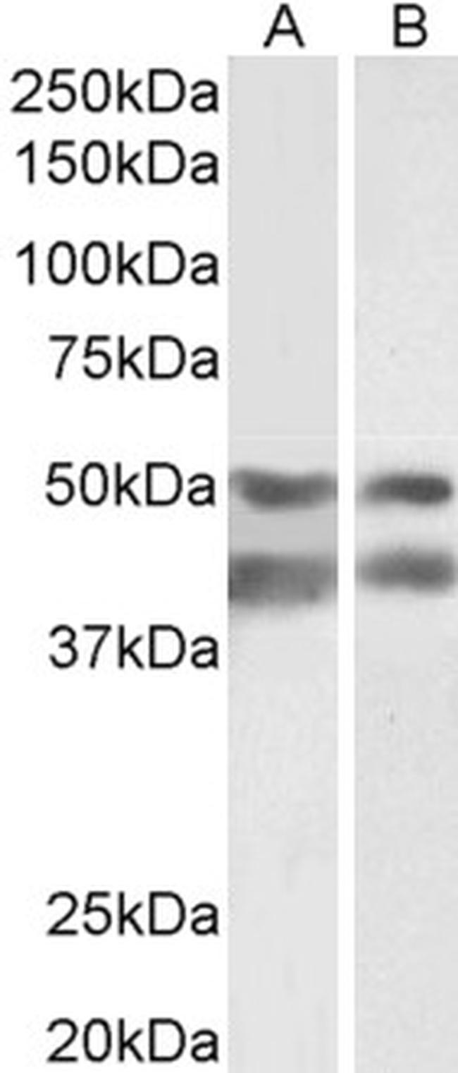 E2F4 Antibody in Western Blot (WB)