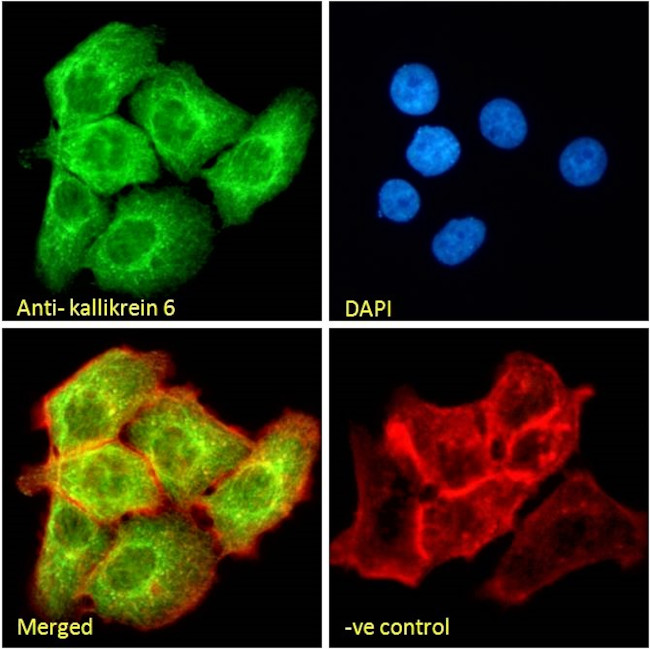 Kallikrein 6 Antibody in Immunocytochemistry (ICC/IF)