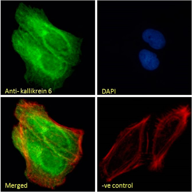 Kallikrein 6 Antibody in Immunocytochemistry (ICC/IF)