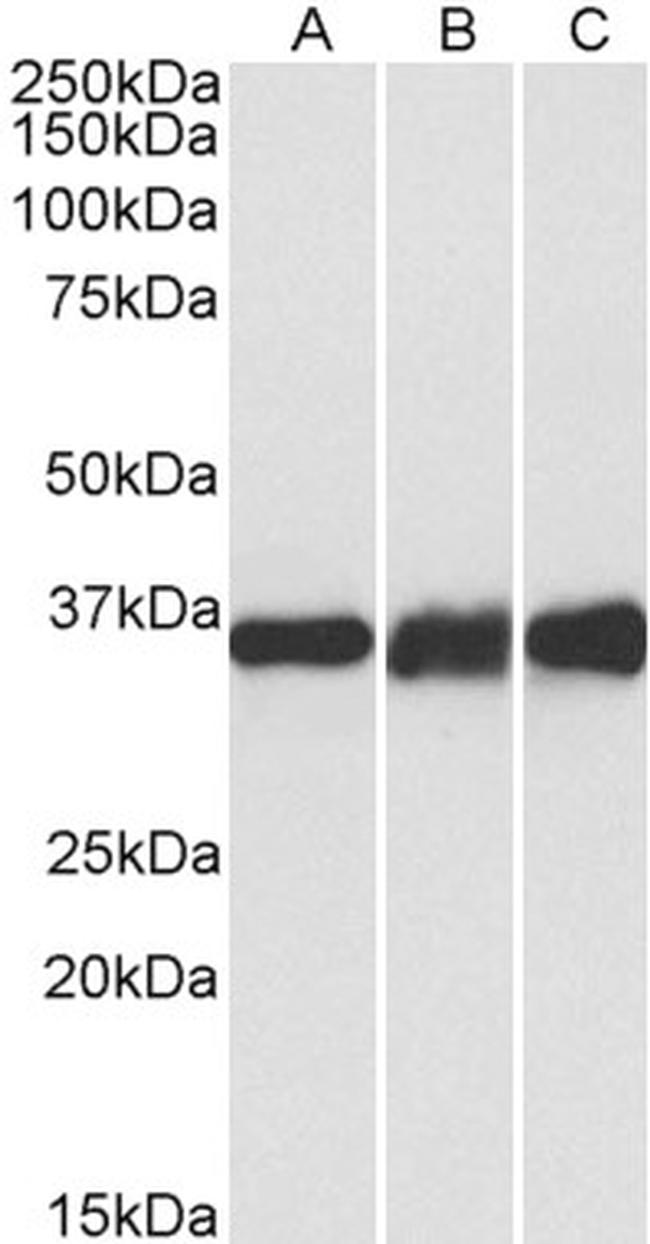 LDHB Antibody in Western Blot (WB)