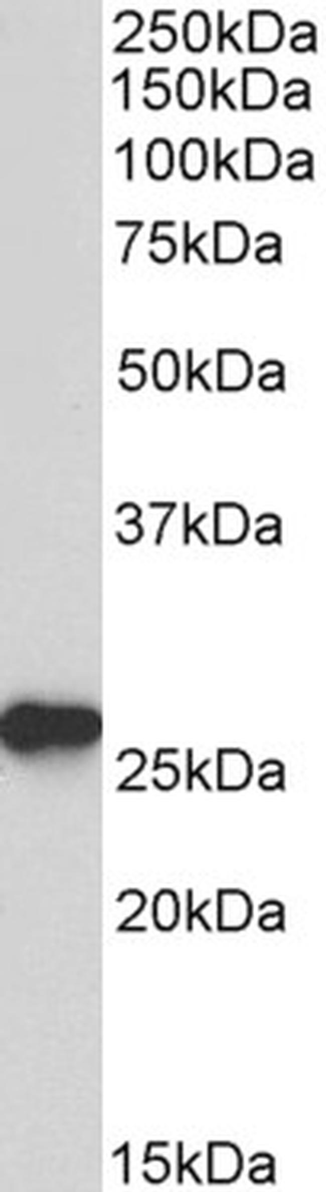 PRDX6 Antibody in Western Blot (WB)