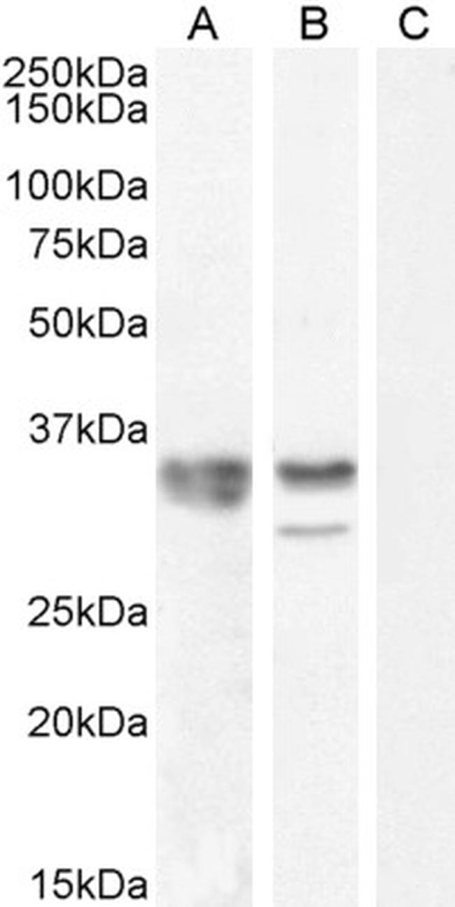 hnRNP A2B1 Antibody in Western Blot (WB)