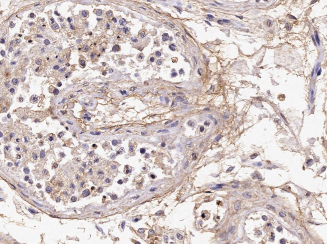 Acrosin Light Chain Antibody in Immunohistochemistry (Paraffin) (IHC (P))