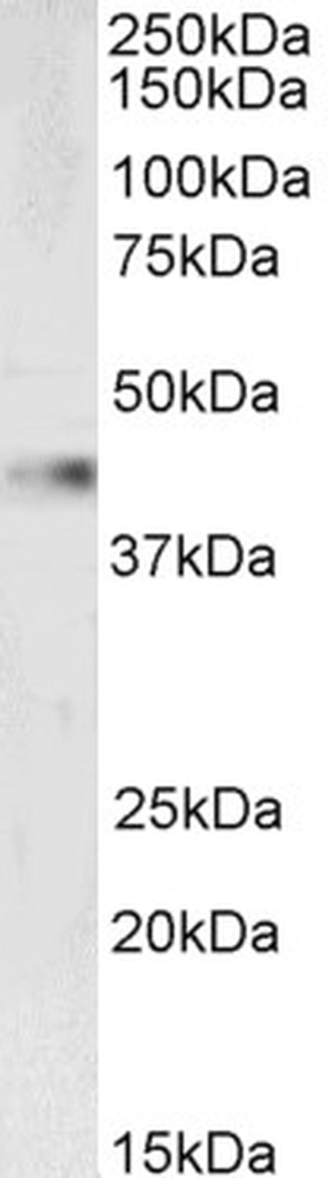 VASP Antibody in Western Blot (WB)