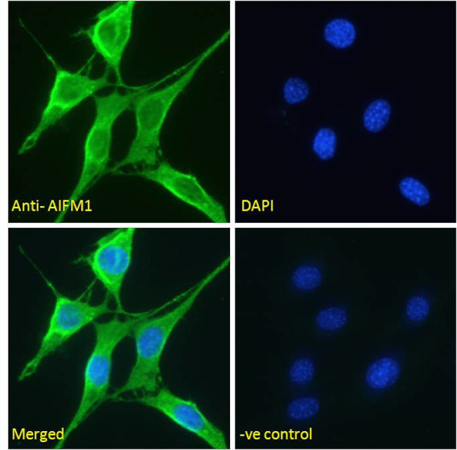 AIF Antibody in Immunocytochemistry (ICC/IF)