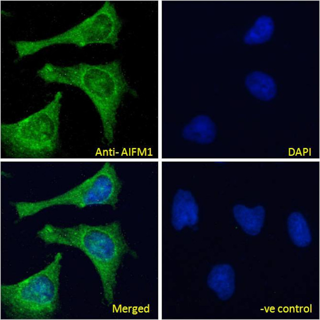 AIF Antibody in Immunocytochemistry (ICC/IF)