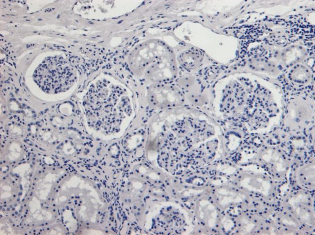 AIF Antibody in Immunohistochemistry (Paraffin) (IHC (P))