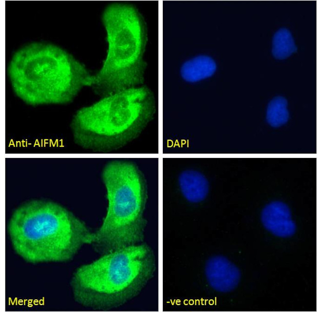 AIF Antibody in Immunocytochemistry (ICC/IF)