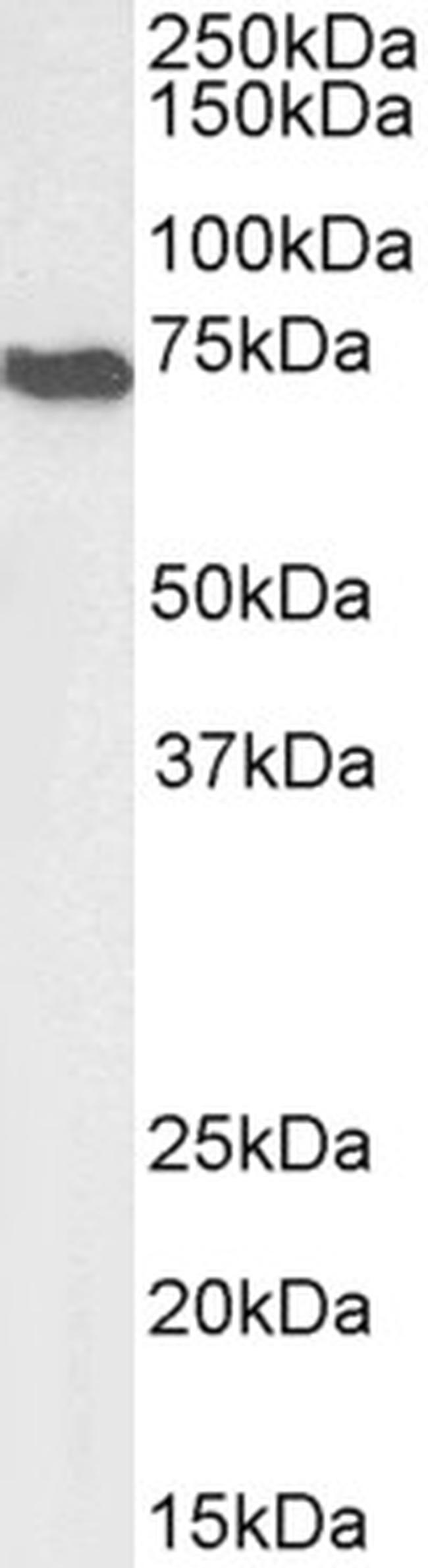 AIF Antibody in Western Blot (WB)