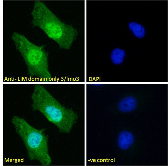 LMO3 Antibody in Immunocytochemistry (ICC/IF)