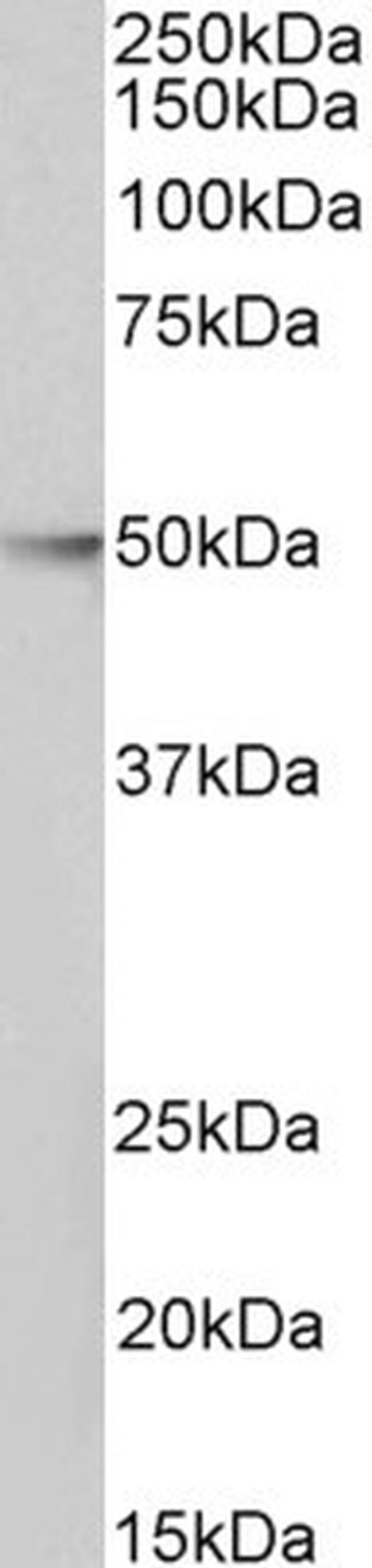 HDAC3 Antibody in Western Blot (WB)