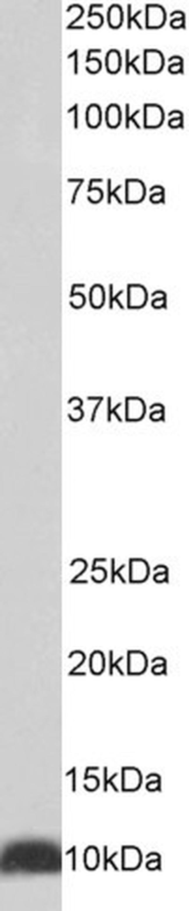 HSPE1 Antibody in Western Blot (WB)