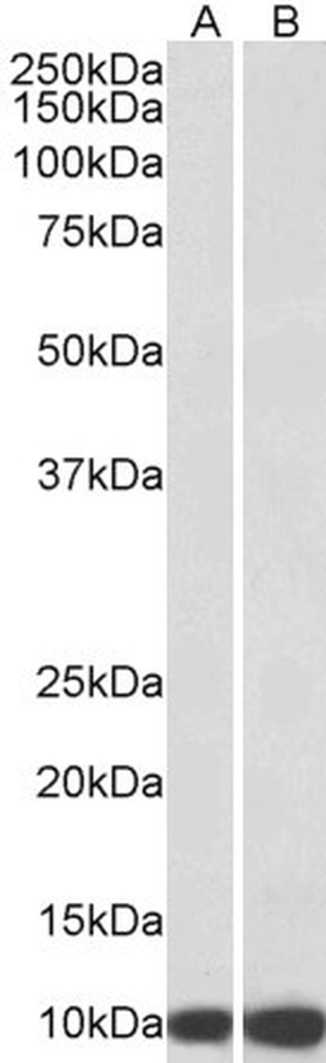 HSPE1 Antibody in Western Blot (WB)