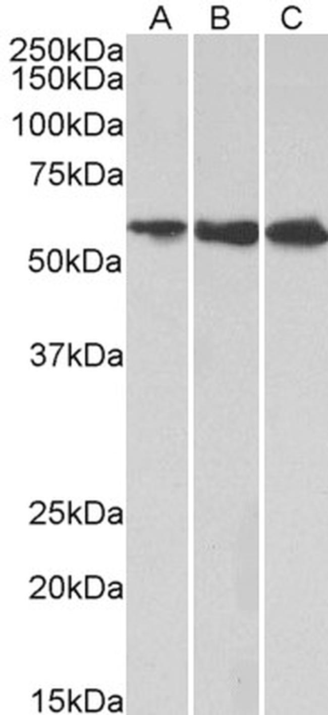 HMGCS1 Antibody in Western Blot (WB)