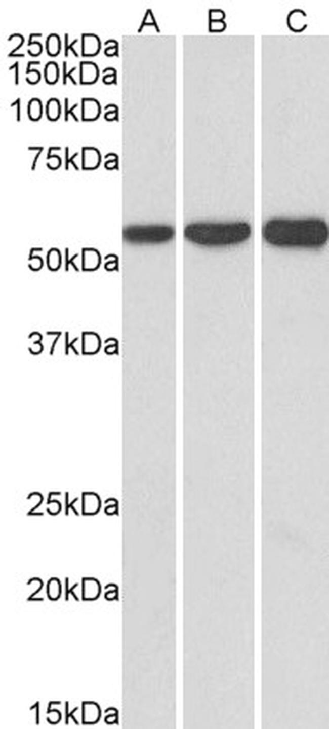 HMGCS1 Antibody in Western Blot (WB)