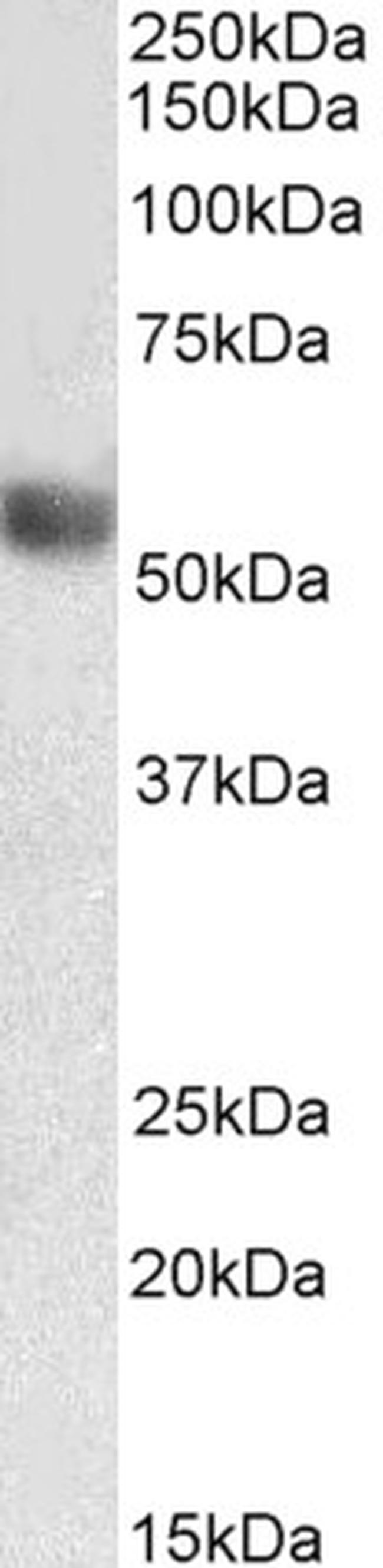 LILRA4 Antibody in Western Blot (WB)