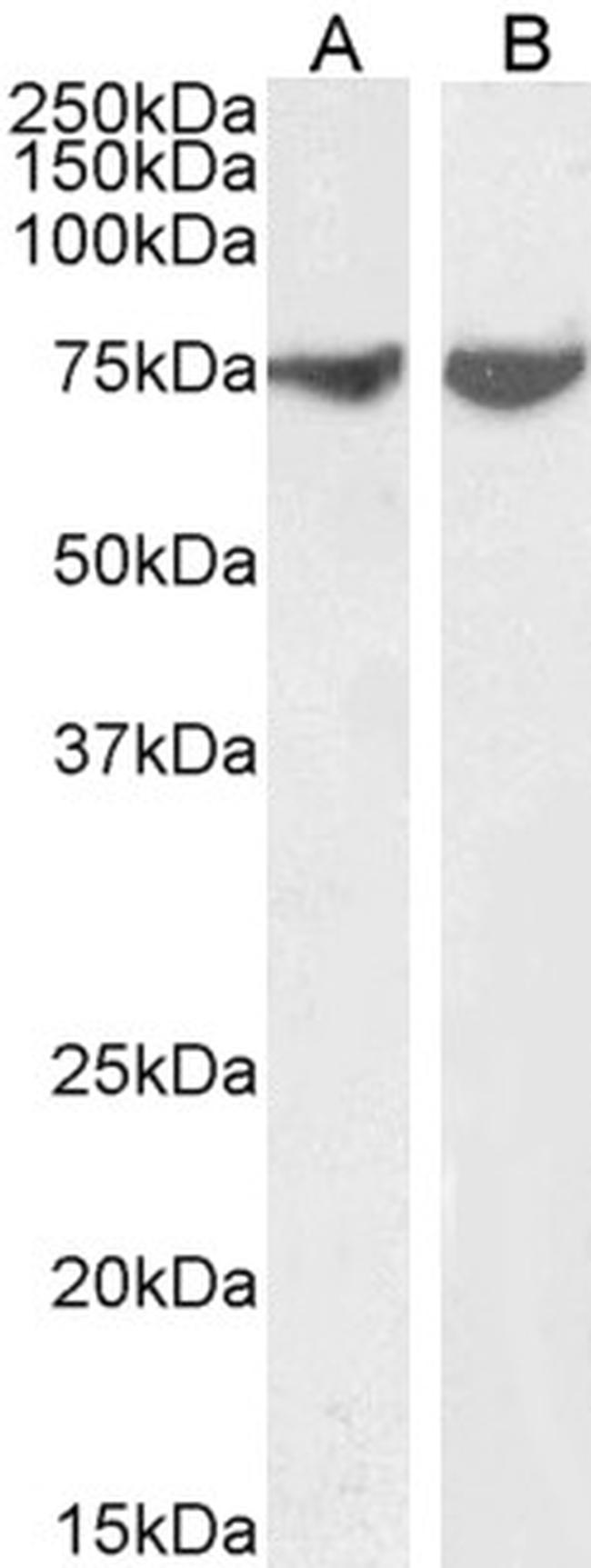 JIP1 Antibody in Western Blot (WB)