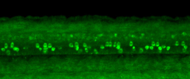 Gad1b Antibody in Immunohistochemistry (PFA fixed) (IHC (PFA))