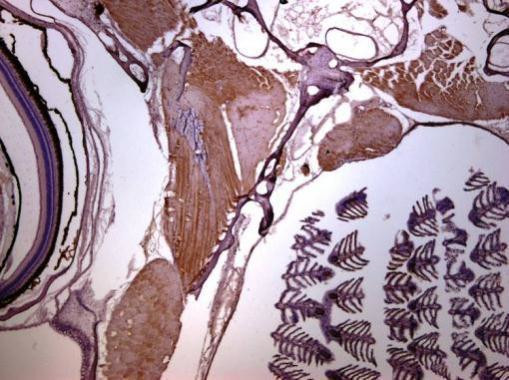 Gad1b Antibody in Immunohistochemistry (Paraffin) (IHC (P))