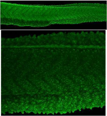 PABPC1b Antibody in Immunohistochemistry (PFA fixed) (IHC (PFA))