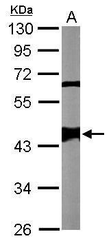 SMARCB1 Antibody in Western Blot (WB)