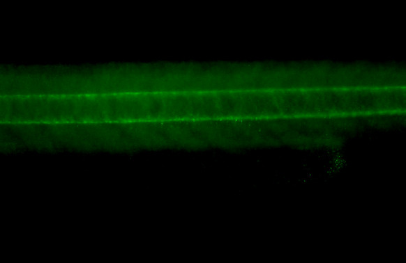 Col2a1a Antibody in Immunohistochemistry (PFA fixed) (IHC (PFA))